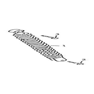 Amortisseur AGM GT rose